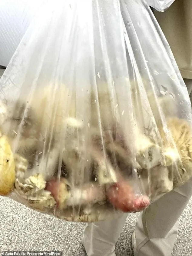 Fatal Mushroom Poisoning in Chiang Rai: Father and Daughter Die After Consuming Toxic Curry, Prompting Regional Investigations