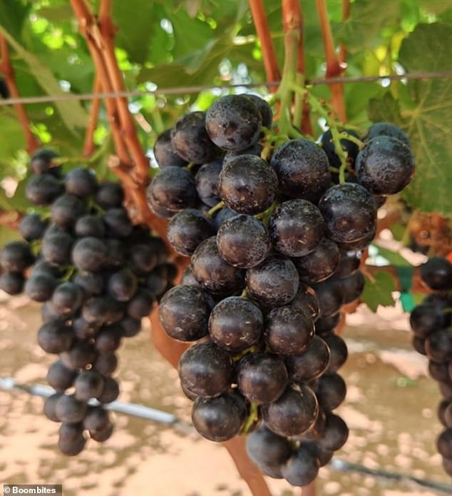 Spanish Innovators Cultivate Unique 'Boombites' Grapes with Red Berry Interior