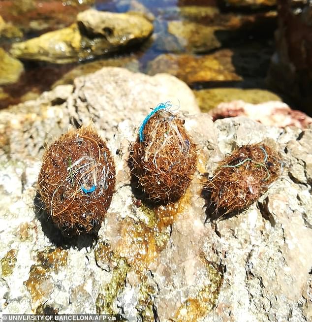 Mysterious Balls Wash Up Along Mediterranean Shores: What Are They?