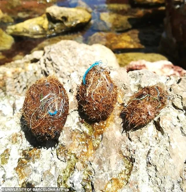 Mysterious Balls Wash Up Along Mediterranean Shores: What Are They?
