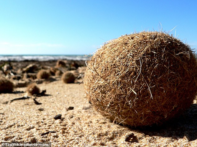 Mysterious Balls Wash Up Along Mediterranean Shores: What Are They?