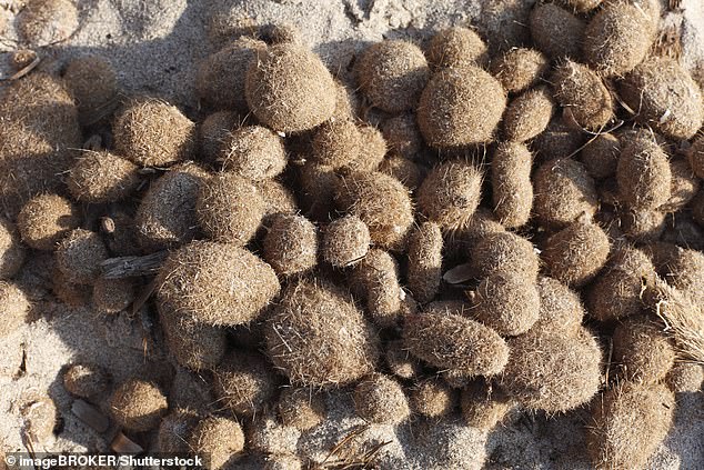 Mysterious Balls Wash Up Along Mediterranean Shores: What Are They?