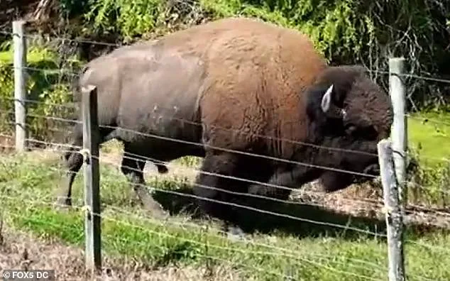 83-Year-Old Maryland Farmer Severely Injured After Pet Buffalo Attack