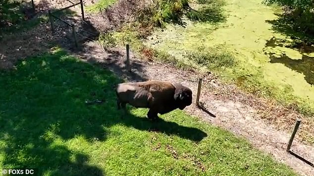 83-Year-Old Maryland Farmer Severely Injured After Pet Buffalo Attack