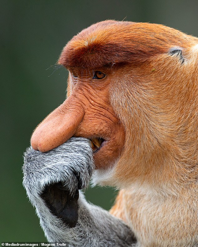 New Research Reveals Additional Functions of the Proboscis Monkey's Distinctive Nose Beyond Social Signaling