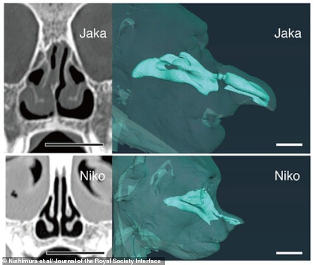 New Research Reveals Additional Functions of the Proboscis Monkey's Distinctive Nose Beyond Social Signaling