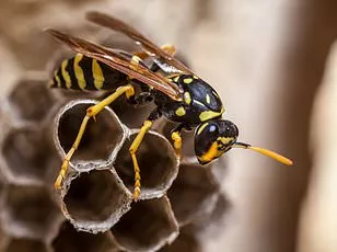 Discovery of Two New Invasive Parasitic Wasps Threatening Native Oak Ecosystems Across the US