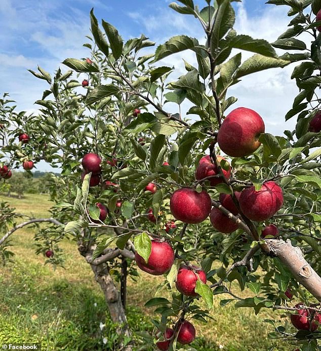 Ohio Orchard Calls Out Family for Smuggling $300 Worth of Apples During Pick-Your-Own Event