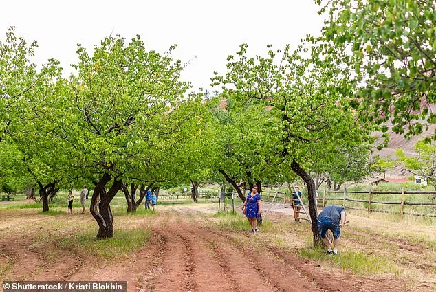 Historic Orchard's Failed Harvest Disappoints Visitors and Raises Concerns for Capitol Reef's Heritage