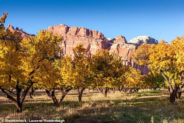 Historic Orchard's Failed Harvest Disappoints Visitors and Raises Concerns for Capitol Reef's Heritage