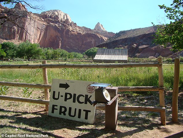 Historic Orchard's Failed Harvest Disappoints Visitors and Raises Concerns for Capitol Reef's Heritage
