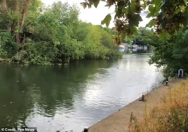 Mystery Animal Spotted in Thames Leaves Experts Baffled