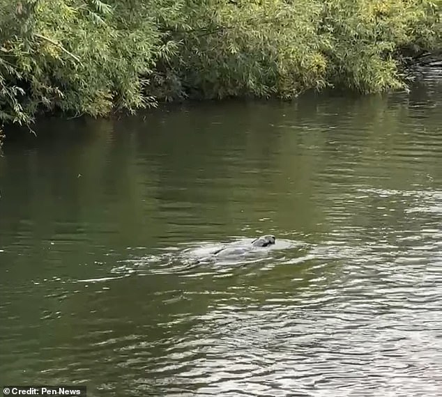 Mystery Animal Spotted in Thames Leaves Experts Baffled