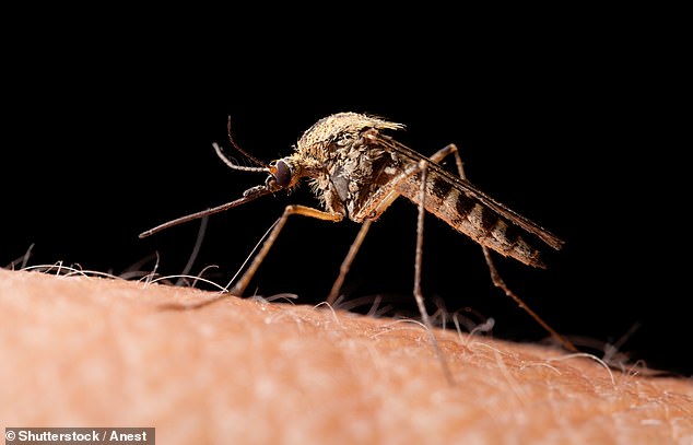 Why Some People Attract More Mosquitoes: Study Links Drink, Sleep, and Skincare to Mosquito Preference