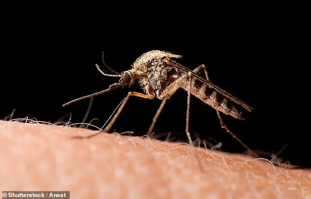 Why Some People Attract More Mosquitoes: Study Links Drink, Sleep, and Skincare to Mosquito Preference