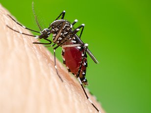 Why Some People Attract More Mosquitoes: Study Links Drink, Sleep, and Skincare to Mosquito Preference