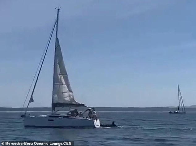 Killer Whales Attack Tourist Boats in Portugal's Fonte da Telha and Cascais: Unprecedented Marine Incident