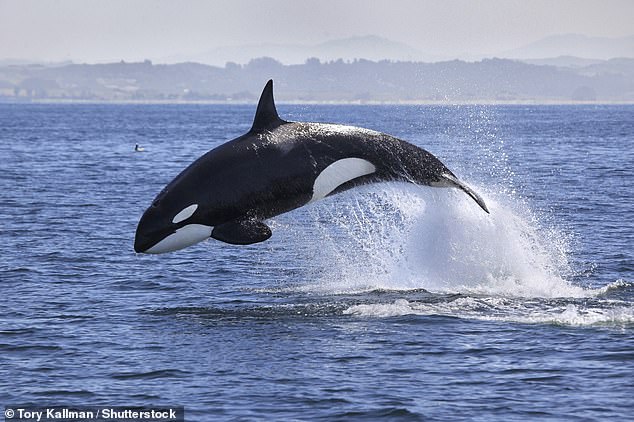 Killer Whales Attack Tourist Boats in Portugal's Fonte da Telha and Cascais: Unprecedented Marine Incident