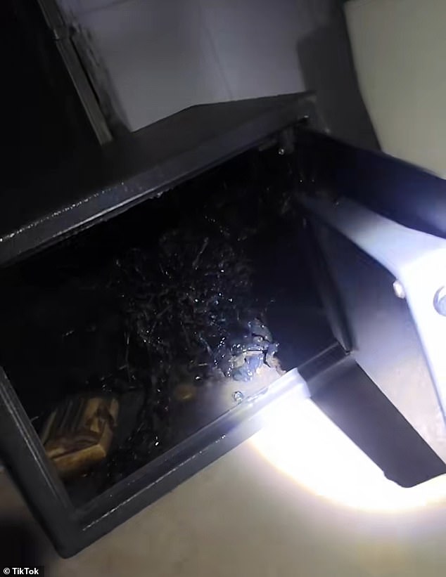 Viral TikTok Claims: Man Allegedly Discovers Tentacled Organism in Meteorite Found in Panama's Fiery Crater