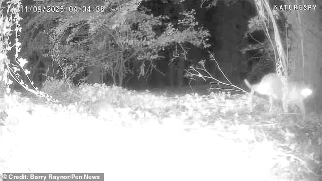 Lincolnshire Village Faces Debate Over Big Cat Sighting as Authorities Investigate