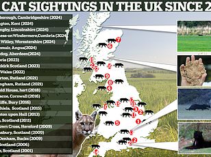 Lincolnshire Village Faces Debate Over Big Cat Sighting as Authorities Investigate