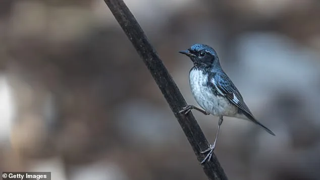 Exclusive Insights: Birds' Altered Migration Patterns Reveal Hidden Ecological Crisis
