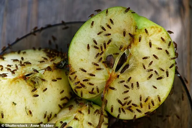 Late-Season Fruit Fly Plague Sweeps UK Kitchens as Homeowners Set Traps to No avail