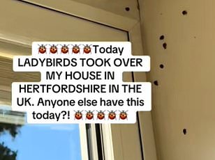 Late-Season Fruit Fly Plague Sweeps UK Kitchens as Homeowners Set Traps to No avail