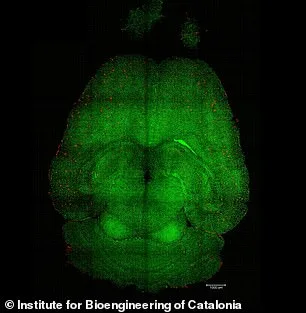 Breakthrough in Alzheimer's Research: Nanoparticles Reverse Disease in Mice, Sparking Hope for Human Treatment