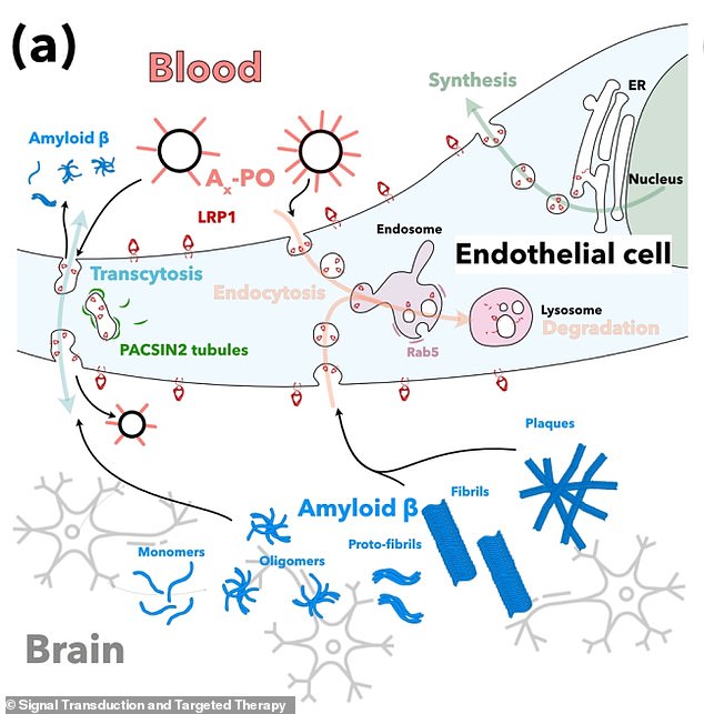 Breakthrough in Alzheimer's Research: Nanoparticles Reverse Disease in Mice, Sparking Hope for Human Treatment