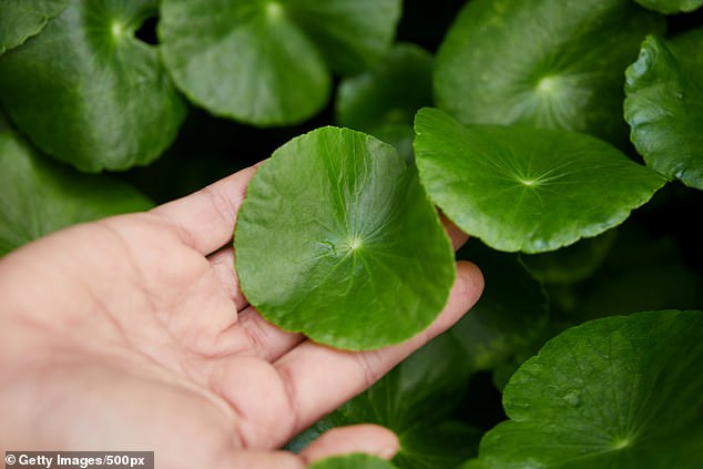 Potential Plant-Based Hair Loss Treatment Shows Promise in Two Months, Developed by Taiwanese Researchers