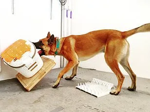 Study Identifies Dog Breeds Most Vulnerable to Tail Injuries, Highlighting Need for Preventive Care