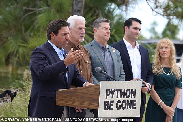 Florida Launches Urgent Python Eradication Drive with Innovative Leather Partnership