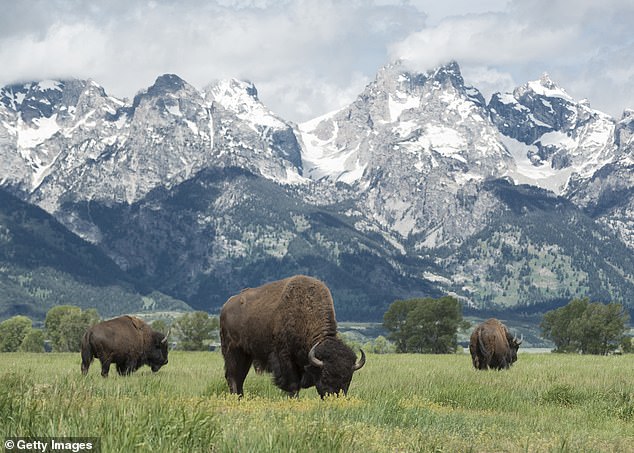 Study Reveals Bison Reawakening Ancient Migration Patterns Through Modern Tracking Technology
