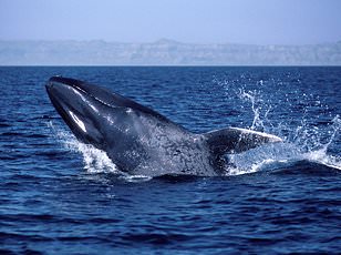 Study Reveals Bison Reawakening Ancient Migration Patterns Through Modern Tracking Technology
