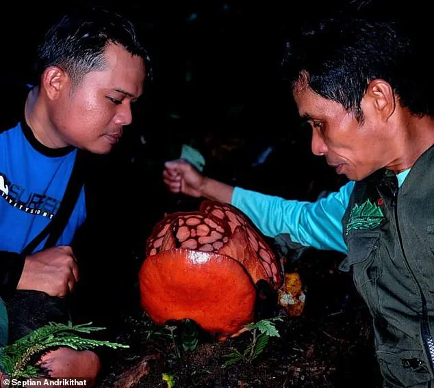 Elusive Rafflesia hasseltii Found in West Sumatra: A Milestone for Conservation and Local Collaboration