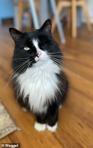 Exclusive Warning: Vets Reveal Hidden Dangers of Halloween Pet Costumes