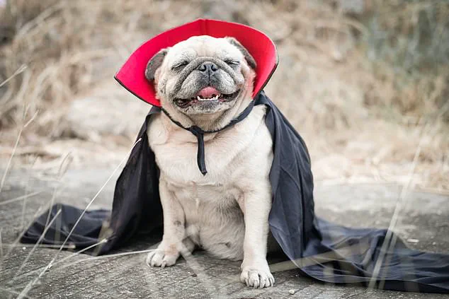 Exclusive Warning: Vets Reveal Hidden Dangers of Halloween Pet Costumes
