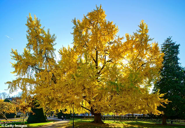 Foul Odor Forces Closure at California's State Capitol Park Over Rancid Ginkgo Scent