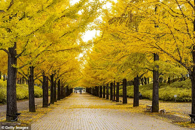 Foul Odor Forces Closure at California's State Capitol Park Over Rancid Ginkgo Scent