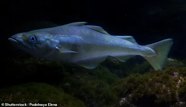 Government Regulations Push UK Fish and Chip Shops Toward Sustainable Alternatives as Cod Fisheries Face Crisis