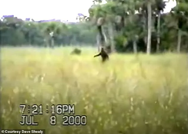 Late-Breaking: Dave Shealy's Lifelong Skunk Ape Obsession in the Everglades