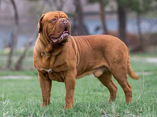 Paw-Powered Innovation: The Dogosophy Button Redefines Human-Animal Tech Relationships