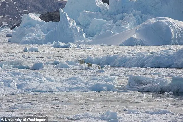 Climate Change Drives Genetic Adaptations in North Atlantic Polar Bears, Study Reveals