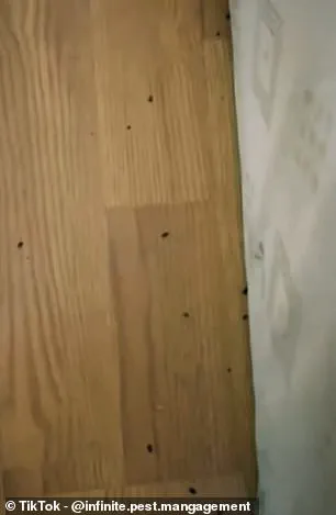 Government Heating Policies Linked to Surge in Bedbug Infestations Across UK Homes and Hotels