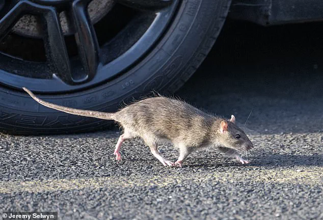 Government Heating Policies Linked to Surge in Bedbug Infestations Across UK Homes and Hotels
