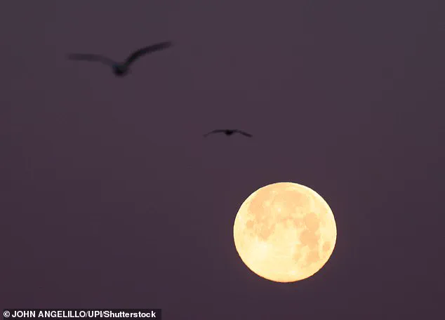 Super Moon Trifecta Sparks Flooding Chaos in San Francisco as Residents Battle Rising Waters