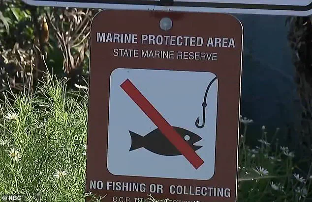 Tourists Accused of Harming Fragile Marine Life During La Jolla's King Tides Spark Conservation Outrage