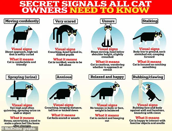 Veterinary Experts Warn of Pet Health Risks Amid UK's 'Snow Bomb' Cold Snap