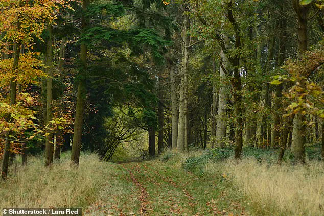 Alarming Discovery: Microplastics in Britain's Rural Woodlands Exceed Urban Levels, Study Reveals